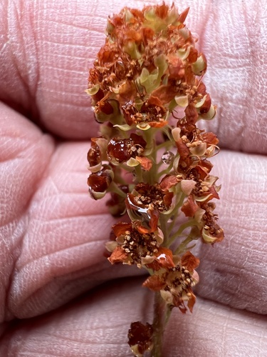 Image of Petrophytum hendersonii by no rights reserved