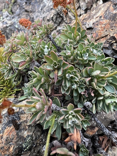 Image of Petrophytum hendersonii by no rights reserved