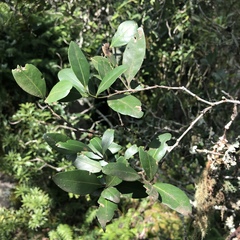 Robsonodendron eucleiforme