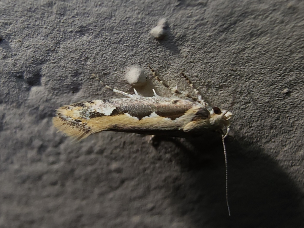 Moth