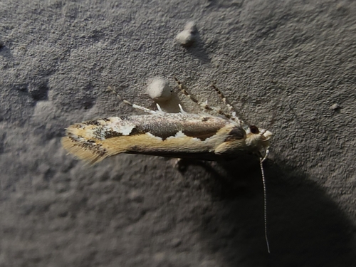 Moth