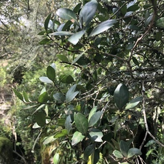 Robsonodendron eucleiforme