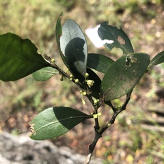 Robsonodendron eucleiforme