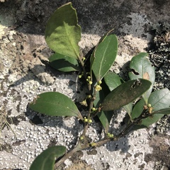 Robsonodendron eucleiforme