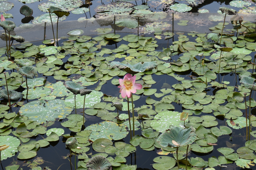 Sacred Lotus from Wetland Park Rd, Tin Shui Wai, Hong Kong on August 19 ...