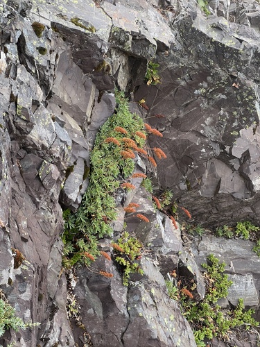 Image of Petrophytum hendersonii by no rights reserved
