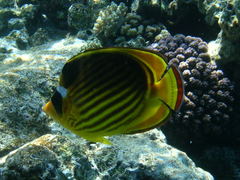 Chaetodon fasciatus