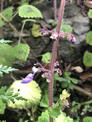 Coleus bojeri