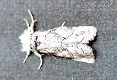 Scythrophanes stenoptera