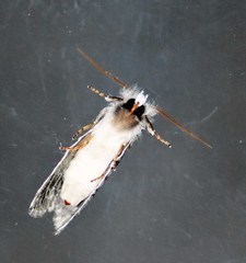 Scythrophanes stenoptera