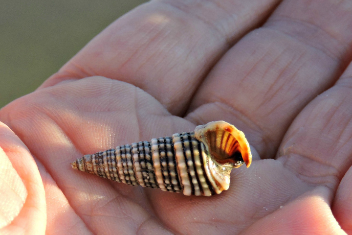 Girdled horn snail