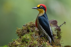 Yellow-Fronted Woodpecker photo 1