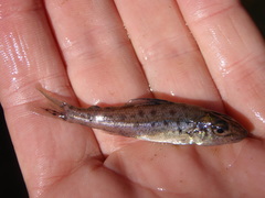 Trout-Perch photo 5