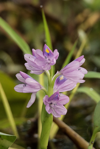 Eichhornia crassipes image