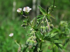 Geranium asiaticum