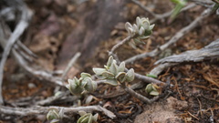Adromischus caryophyllaceus