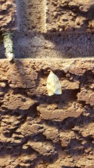 Adoxophyes negundana