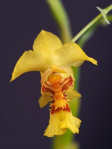 Moon-Bearing Lockhartia