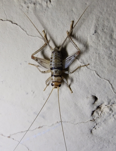 Tropical House Cricket photo 4