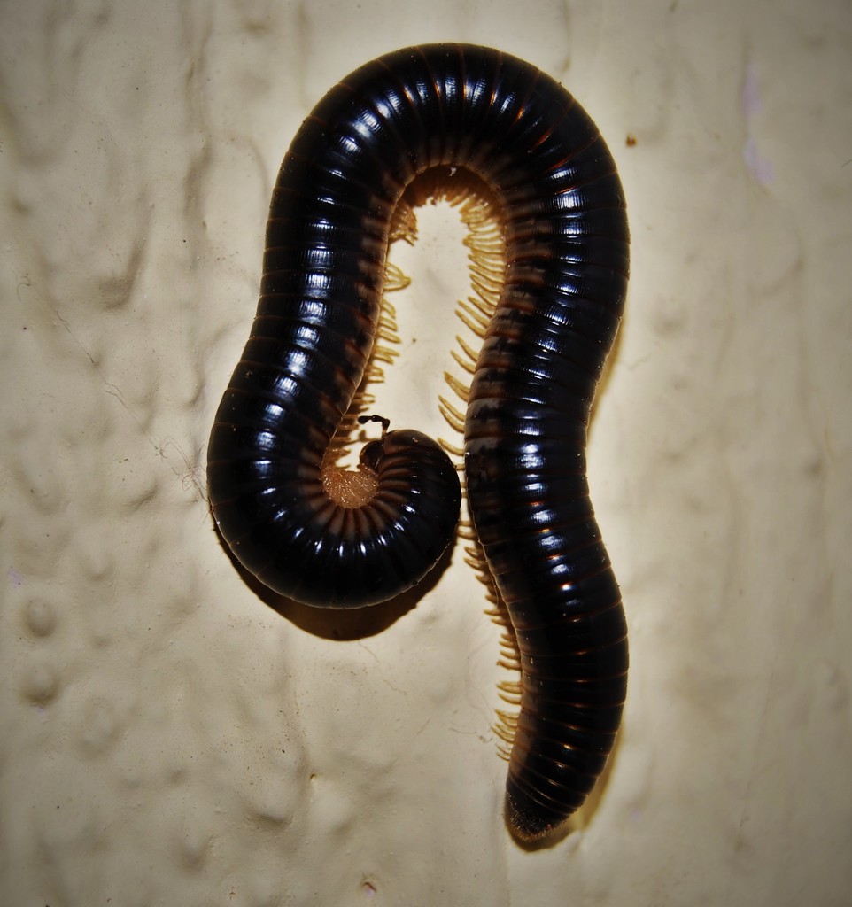 Pachyiulinae