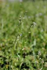 Myosotis discolor