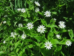 Stellaria bungeana