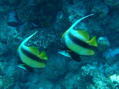 Heniochus intermedius