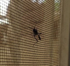Evania appendigaster