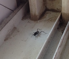 Evania appendigaster