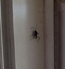 Evania appendigaster