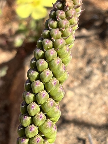 Image of Lachenalia violacea by (c) Charleen Brunke, some rights reserved (CC BY)