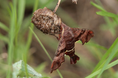 Amphion floridensis