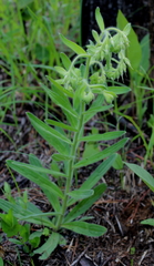 Lithospermum decipiens