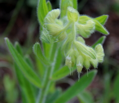 Lithospermum decipiens