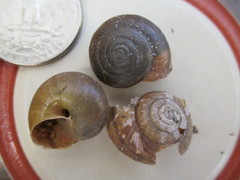 Helminthoglypta traskii