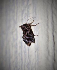 Cornutiplusia circumflexa