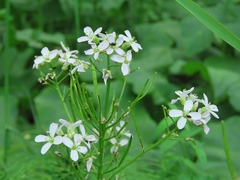 Cardamine macrophylla