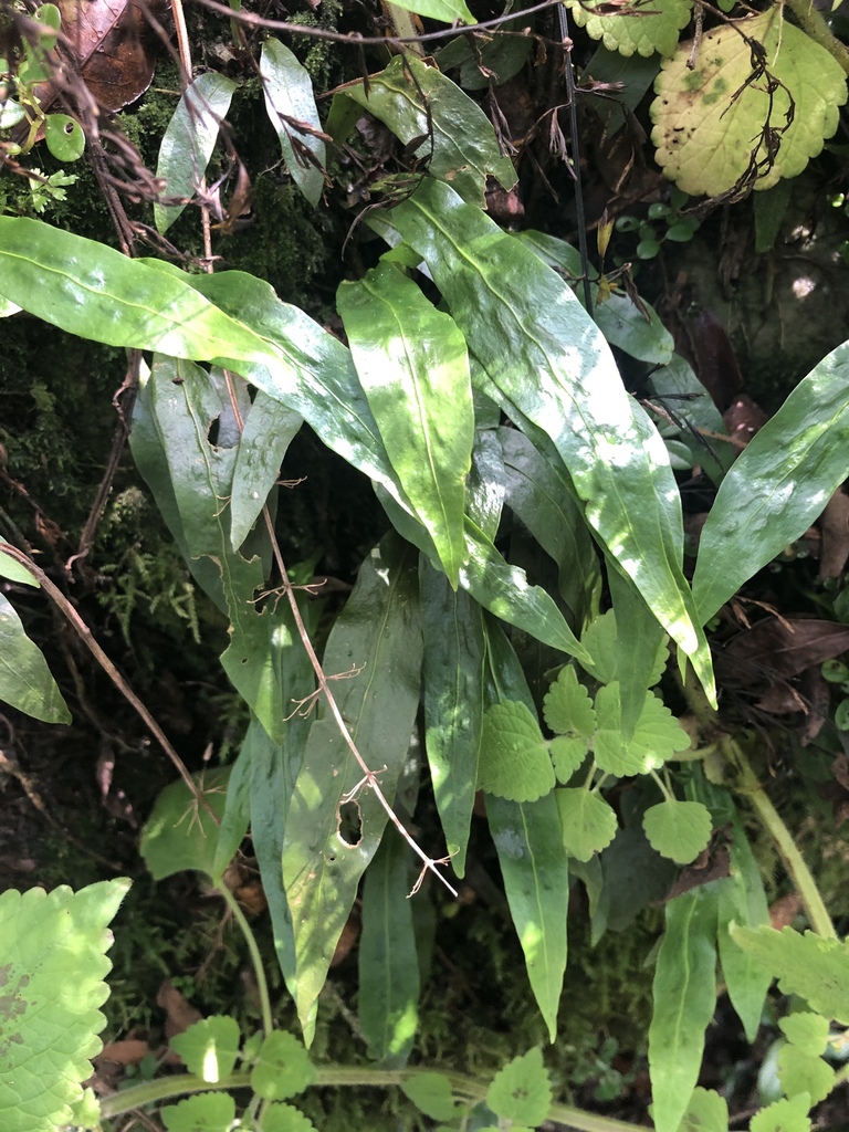 Gilled Lance-Fern