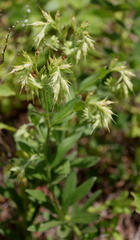 Lithospermum virginianum