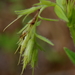 Lithospermum virginianum - Photo (c) Alvin Diamond,  זכויות יוצרים חלקיות (CC BY-NC), הועלה על ידי Alvin Diamond