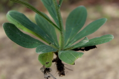Lithospermum virginianum
