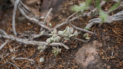 Adromischus caryophyllaceus