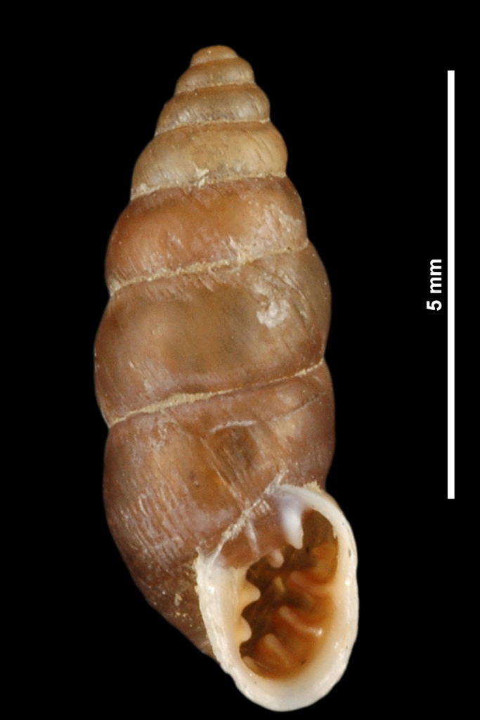 Chondrina megacheilos avenoides
