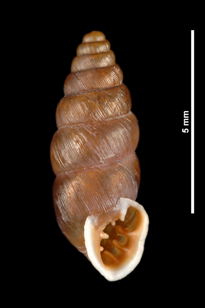 Chondrina bigorriensis