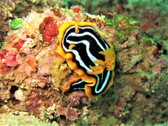 Chromodoris kuiteri