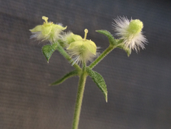 Galium stellatum eremicum