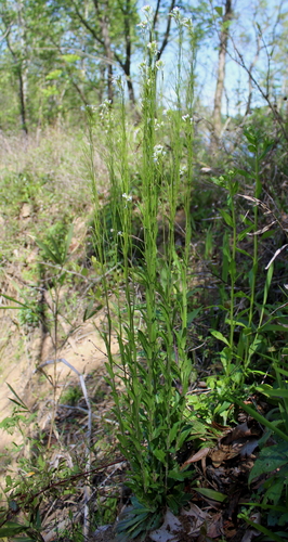 Georgia rockcress (Arabis georgiana)
