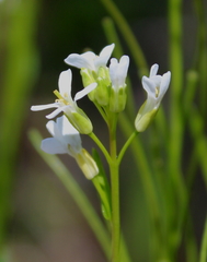 Arabis georgiana