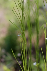 Arabis georgiana
