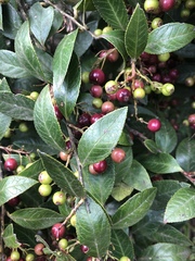 Vaccinium exul